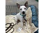 Adopt Jackson a Rat Terrier