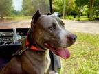 Adopt Artemis a Pit Bull Terrier