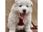 Samoyed Puppy for sale in Norco, CA, USA