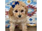 Poodle (Toy) Puppy for sale in Memphis, MO, USA