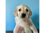 Golden Retriever Puppy for sale in Mooresville, NC, USA