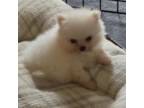 Pomeranian Puppy for sale in Whitesboro, TX, USA