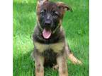 German Shepherd Dog Puppy for sale in Wabash, IN, USA