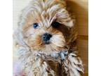 Maltipoo Puppy for sale in Crossville, TN, USA