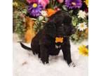 Saint Berdoodle Puppy for sale in Ponchatoula, LA, USA