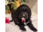 Saint Berdoodle Puppy for sale in Ponchatoula, LA, USA