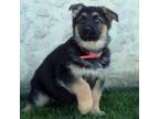 German Shepherd Dog Puppy for sale in Davidsonville, MD, USA
