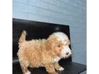 Mutt Puppy for sale in Davidsonville, MD, USA