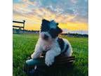 Biewer Terrier Puppy for sale in Minonk, IL, USA