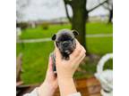 French Bulldog Puppy for sale in Minonk, IL, USA