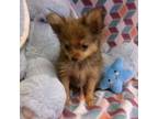 Pomeranian Puppy for sale in South Paris, ME, USA