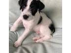 Parson Russell Terrier Puppy for sale in Dripping Springs, TX, USA