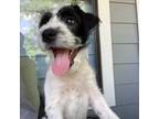 Parson Russell Terrier Puppy for sale in Dripping Springs, TX, USA