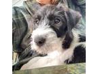 Parson Russell Terrier Puppy for sale in Dripping Springs, TX, USA