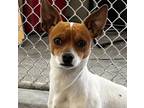 Adopt Calvin a Fox Terrier