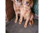 Golden Retriever Puppy for sale in Bradley, SD, USA