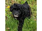 Poodle (Toy) Puppy for sale in Newton, IL, USA