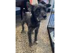 Adopt MOOSE a Schnauzer, Mixed Breed