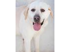 Adopt BRUNO a Labrador Retriever