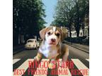 Adopt Ringo Starr a Husky, Dachshund