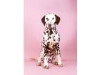 Adopt Viking a Dalmatian, Mixed Breed