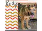 Adopt Rudy a Shepherd, Mixed Breed