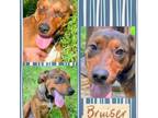 Adopt Bruiser a Shepherd, Mixed Breed