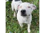 Adopt Domino - Spot a Labrador Retriever