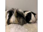 Adopt Atlas and Calliope a Guinea Pig