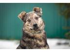 Adopt Lima a German Shepherd Dog