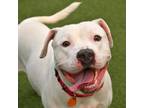 Adopt Blue 21D a Pit Bull Terrier, Mixed Breed