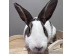 Adopt Cheesebun a Dutch