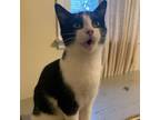 Adopt Milkshake a Domestic Short Hair