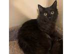 Adopt Ichabod a Domestic Medium Hair