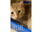 Adopt Filipe a Domestic Short Hair