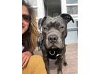 Adopt Petey a American Staffordshire Terrier