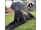 Adopt Max a German Shepherd Dog, Pointer