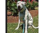 Adopt Bruce (AKA Zeus) a Mixed Breed, Pointer