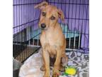 Adopt Goose a Black Mouth Cur