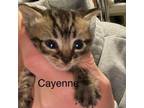 Adopt Cayenne a Domestic Short Hair