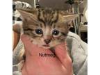 Adopt Nutmeg a Domestic Medium Hair