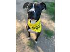 Adopt Alonzo a Pit Bull Terrier