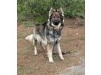 Adopt Gibbs a German Shepherd Dog