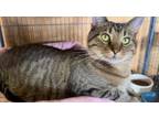 Adopt Buck a Tabby