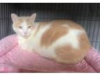 Adopt Elmo a Domestic Short Hair