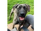 Adopt Beau fka Big Ed a Shepherd, American Staffordshire Terrier