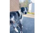 Adopt Durk a Australian Shepherd, Pit Bull Terrier