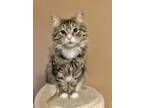 Adopt Fluffy a American Shorthair