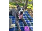 Adopt Spanky a Pit Bull Terrier