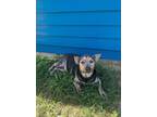 Adopt Dewy a Cattle Dog